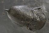 Pelagic Trilobite (Cyclopyge) Fossil - Huge Eyes #316656-2